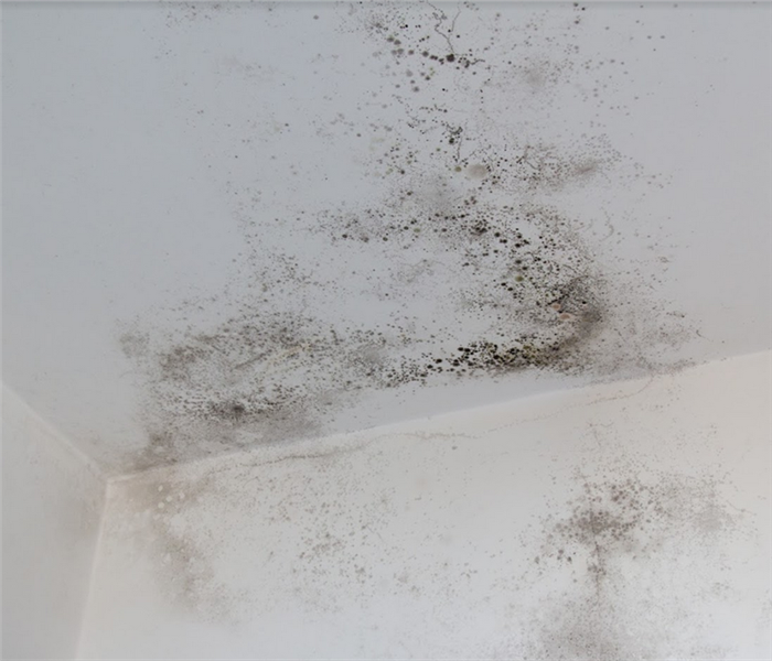 mold damage on the walls and ceiling of a room