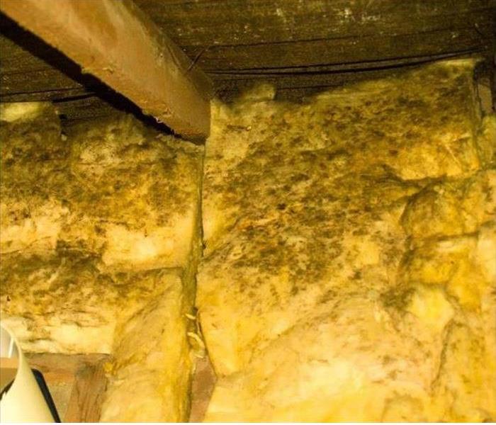 Mold damaged insulation in attic