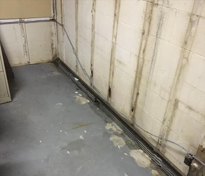 mold remediation in basement
