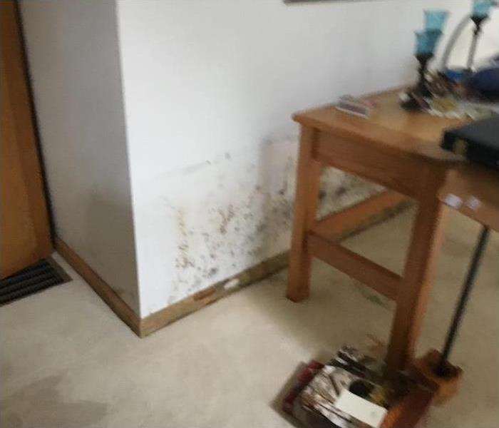 mold damage on a white wall
