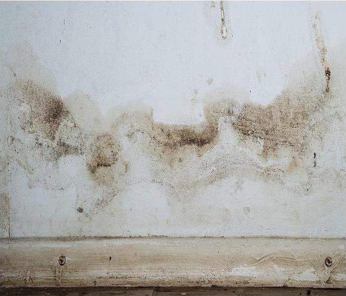 Mold On Wall